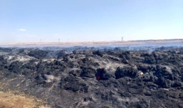 Şanlıurfa anız ve fırtına sonrası hasar tespit çalışmaları devam ediyor