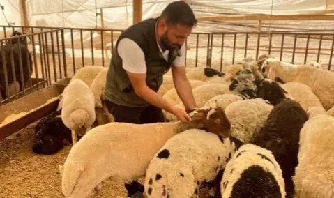 Şanlıurfa'da kayıtlı 315 bin büyükbaş ve 2 milyon 500 bin küçükbaş hayvan bulunuyor.