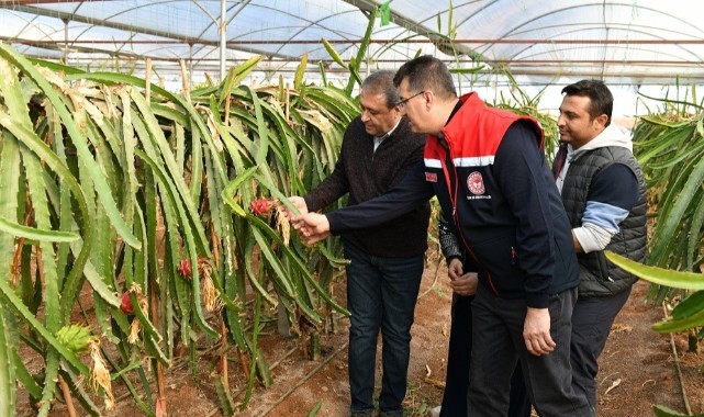 Urfa'da ejder meyvesi üreten kadına Şıldak'tan tebrik ziyareti (video)