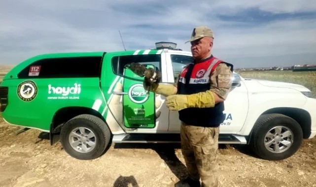 Şanlıurfa’da Doğaya Umut: Yaralı Şahin Tedaviye Alındı